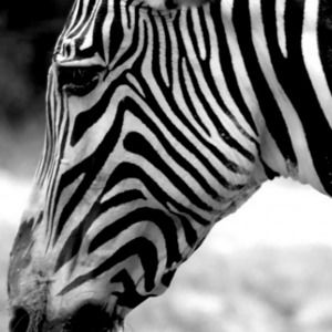 Meet your Posher, Zee